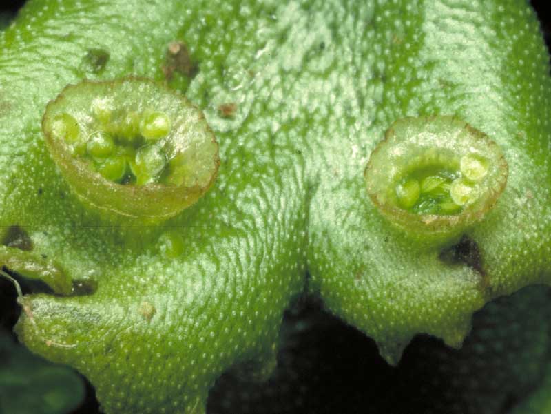 Marchantia sp.