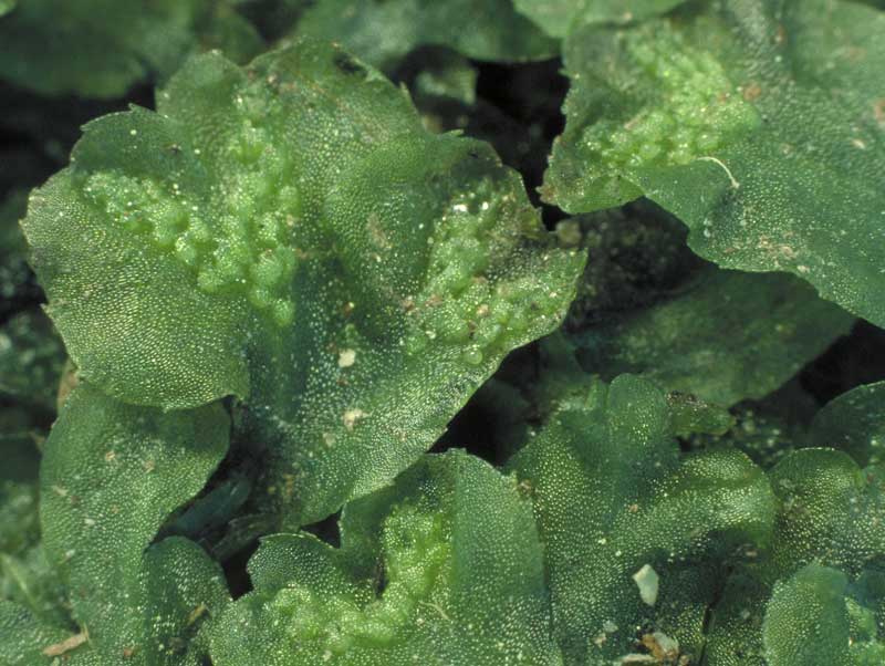 https://www.anbg.gov.au/bryophyte/photos-captions/symphyogyna-podophylla-45.html