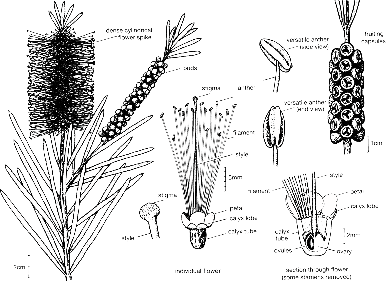 Bottlebrush Vector Images 8