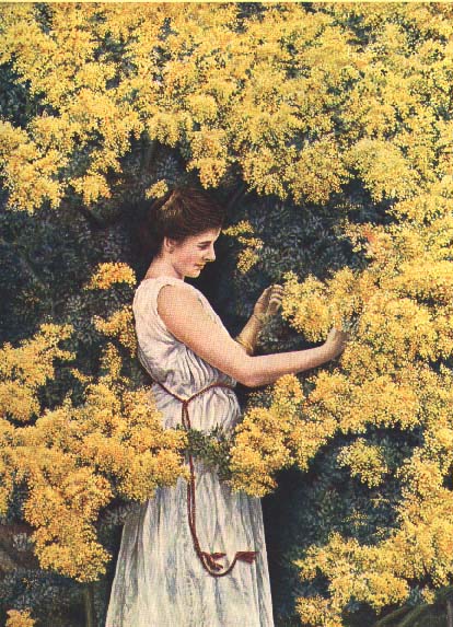 photo: Acacia baileyana 1921