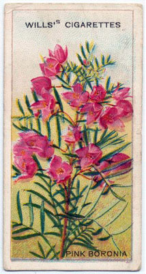 cigarette card front