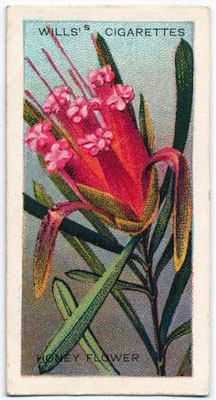 Cigarette card 13