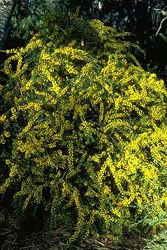 photo  ANBG
