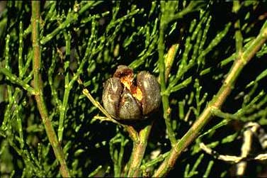 photo © ANBG