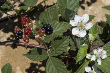 photo  ANBG