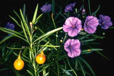 photo  ANBG