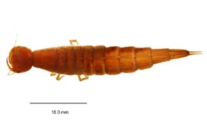 Hyderodes sp. larva
