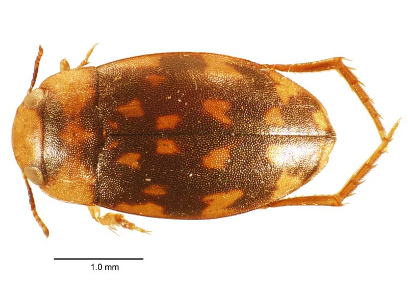 photo:  Sternopriscus hansardii 