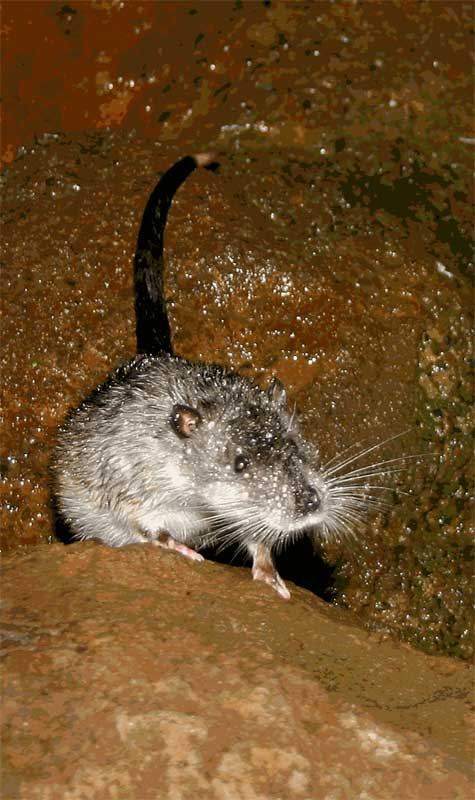 Hydromys chrysogaster – Water-rat 
