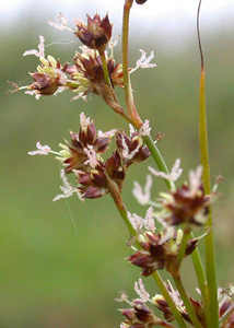 Juncus articulatus image - click to enlarge