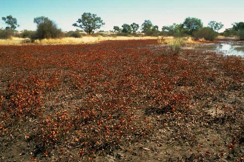 Marsilea drummondii photo