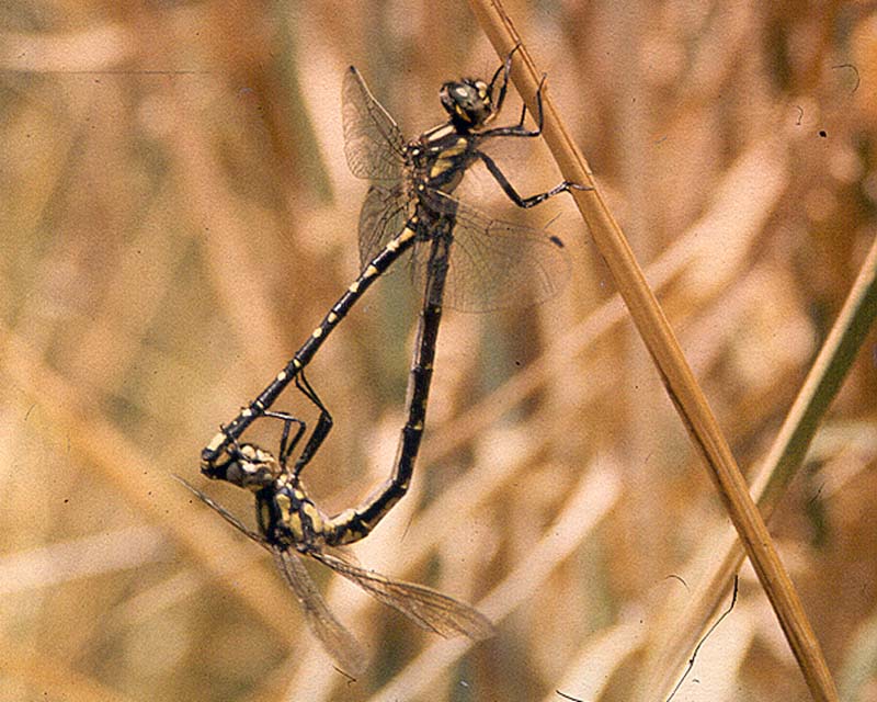 Eusynthemis virgula