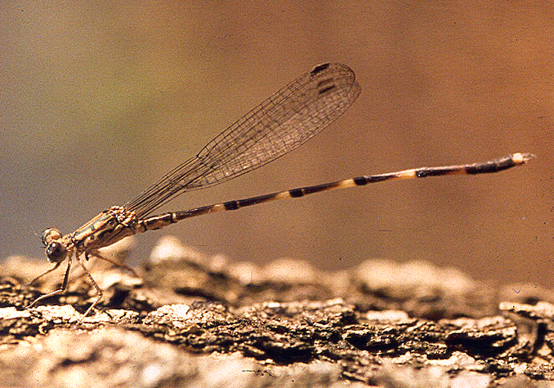 Indolestes obiri