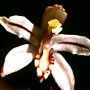 Aphyllorchis queenslandica