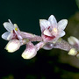 Bryobium eriaeoides