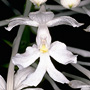 Calanthe australasica