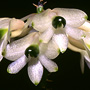 Coelandria smillieae