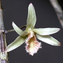 Dendrobium stuartii