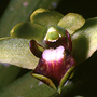 Eleutheroglossum fellowsii