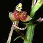 Empusa habenarina