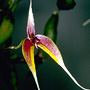 Ephippium masdevalliaceum
