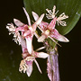 Flickingeria clementsii