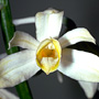 Phaius amboinensis