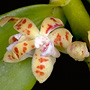 Trichoglottis australlensis