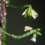 Microtatorchis clementsii