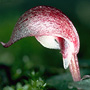 Corybas cerasinus