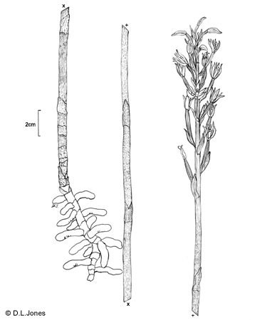Aphyllorchis anomala line drawing