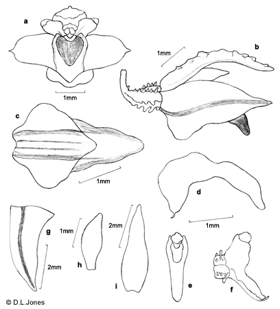 Adelopetalum argyropum line drawing