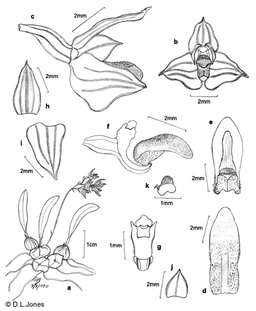 Adelopetalum boonjee line drawing