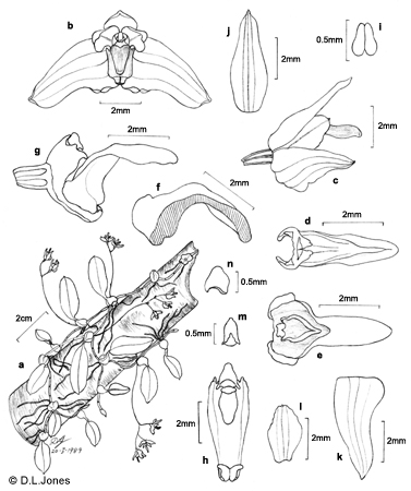 Adelopetalum exiguum line drawing