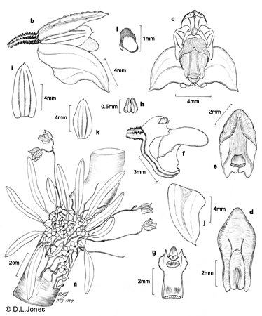 Adelopetalum lageniforme line drawing