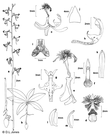 Arthrochilus prolixus line drawing