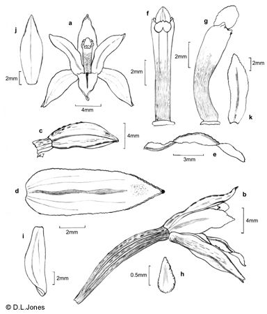Aphyllorchis anomala line drawing