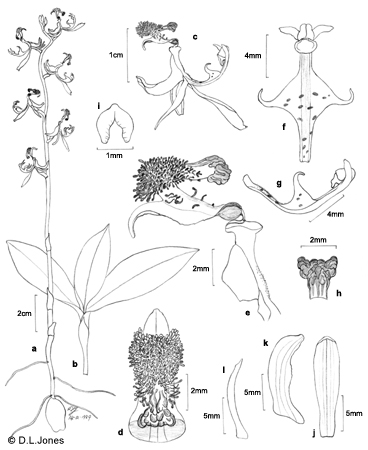 Arthrochilus latipes line drawing