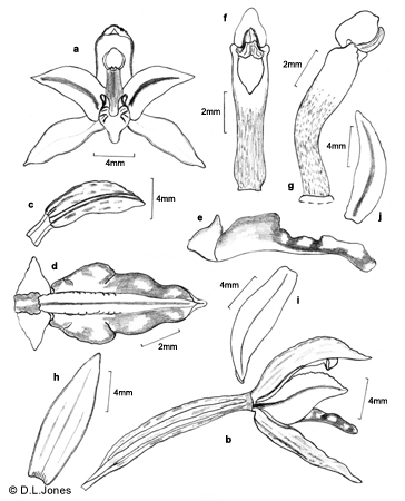 Aphyllorchis queenslandica line drawing