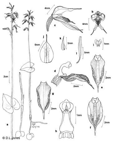 Acianthus apprimus line drawing