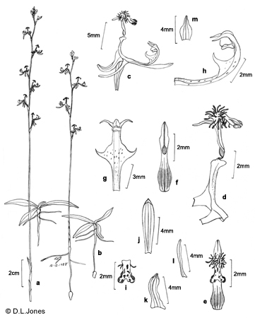 Arthrochilus stenophyllus line drawing