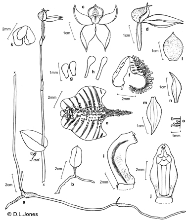 Adenochilus nortonii line drawing