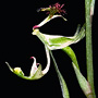 Arthrochilus prolixus, Murwillumbah, NSW