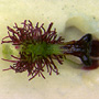 Arthrochilus prolixus, Wardell, NSW