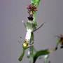 Arthrochilus irritabilis, Wardell, NSW