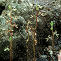 Arthrochilus prolixus, Bellangery, NSW