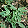 Arthrochilus irritabilis, Noosa, QLD