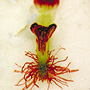 Arthrochilus prolixus, Bulahdelah, NSW