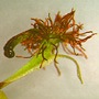 Arthrochilus prolixus, Bulahdelah, NSW