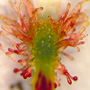 Arthrochilus rosulatus, Shiptons Flat, QLD